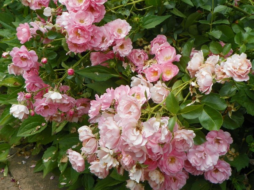 11 iul (5) - Trandafiri 2019