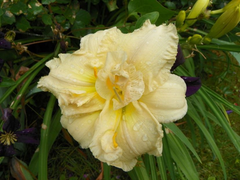 11 iul (94) - Hemerocallis 2019
