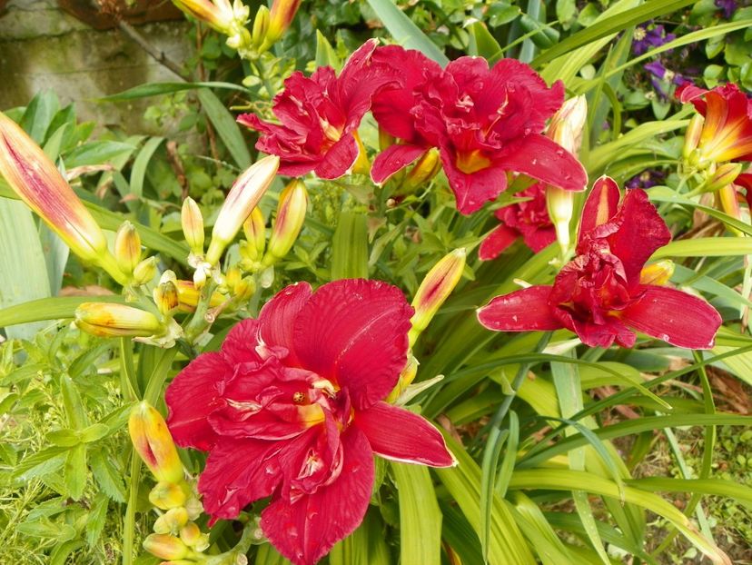 11 iul (96) - Hemerocallis 2019