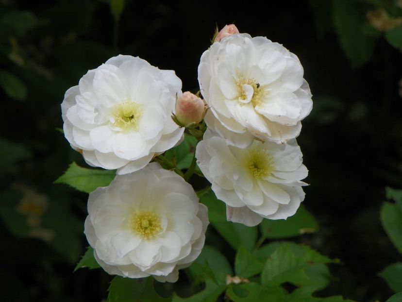 11 iul (127) - Trandafiri 2019