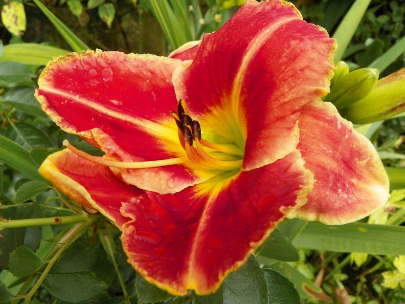 11 iul (97) - Hemerocallis 2019