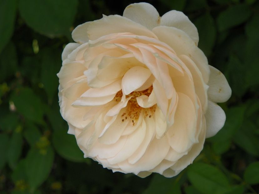 11 iul (135) - Trandafiri 2019