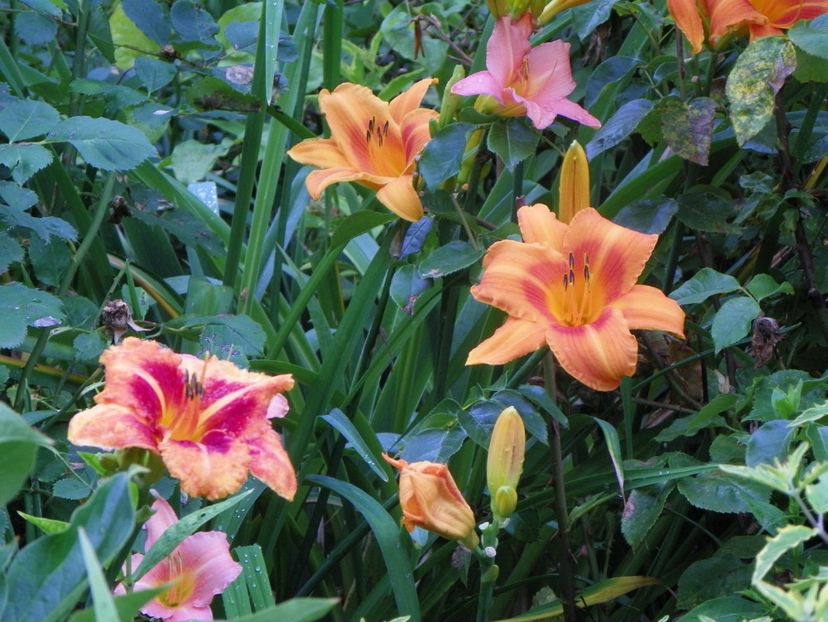 11 iul (98) - Hemerocallis 2019