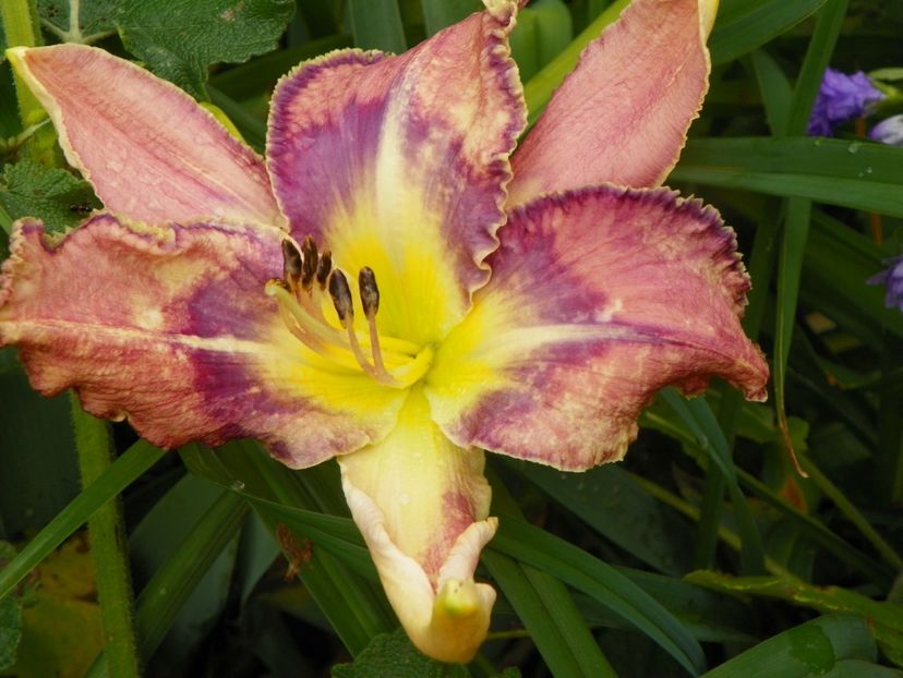 11 iul (99) - Hemerocallis 2019