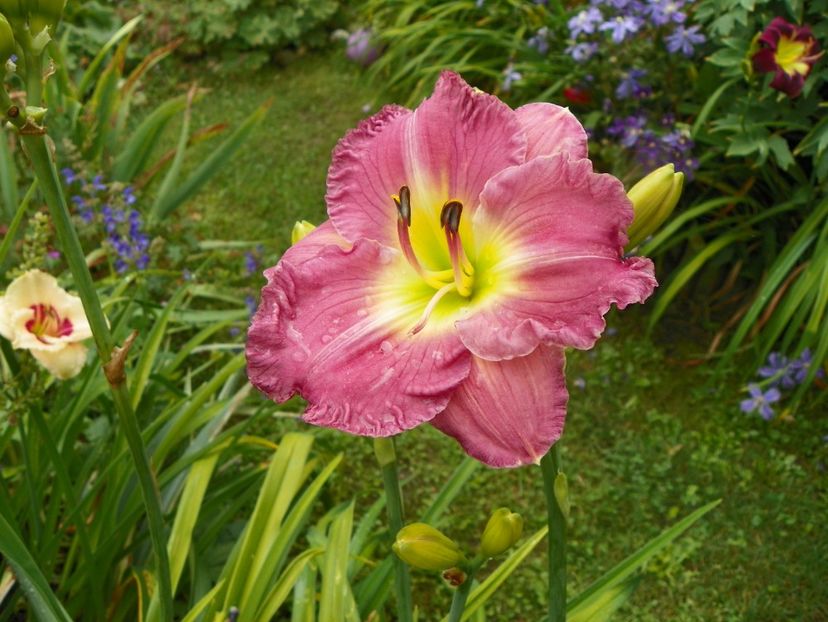 11 iul (101) - Hemerocallis 2019