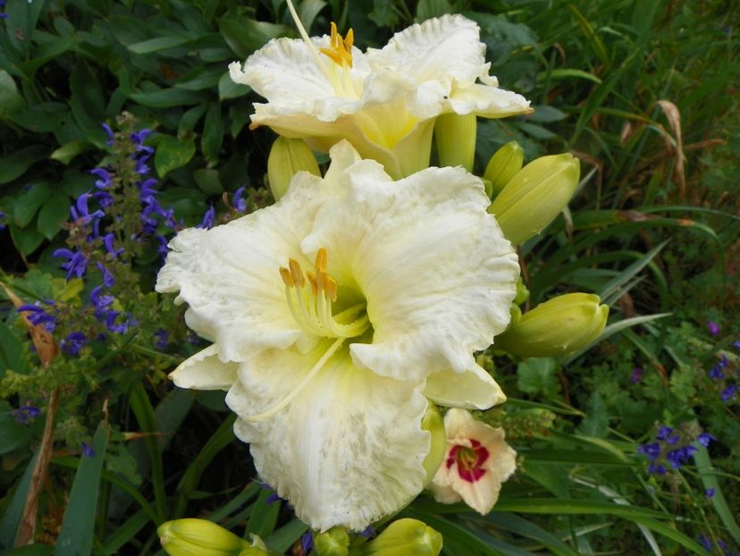 11 iul (102) - Hemerocallis 2019