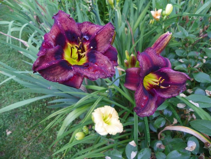 11 iul (103) - Hemerocallis 2019