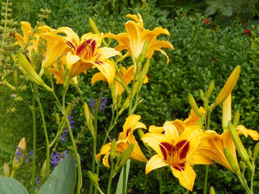11 iul (104) - Hemerocallis 2019