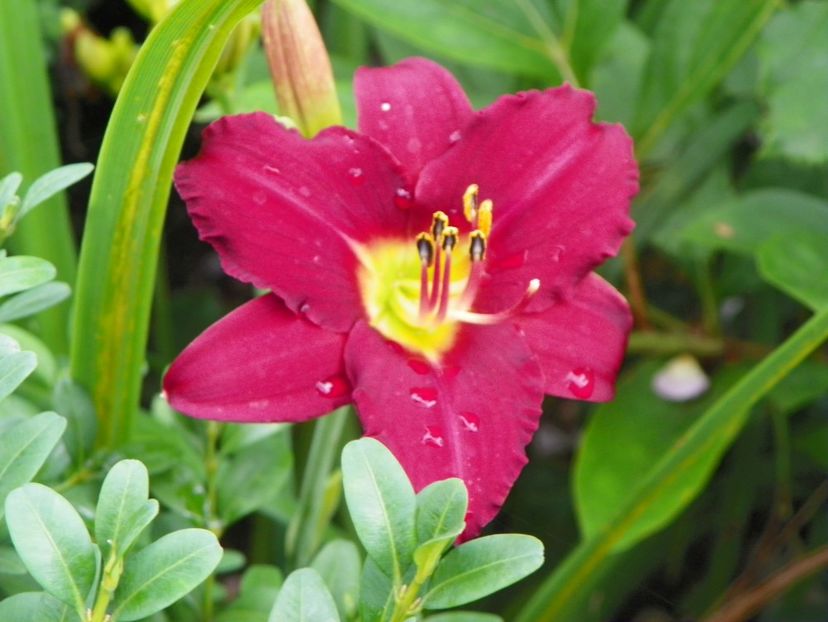 11 iul (106) - Hemerocallis 2019