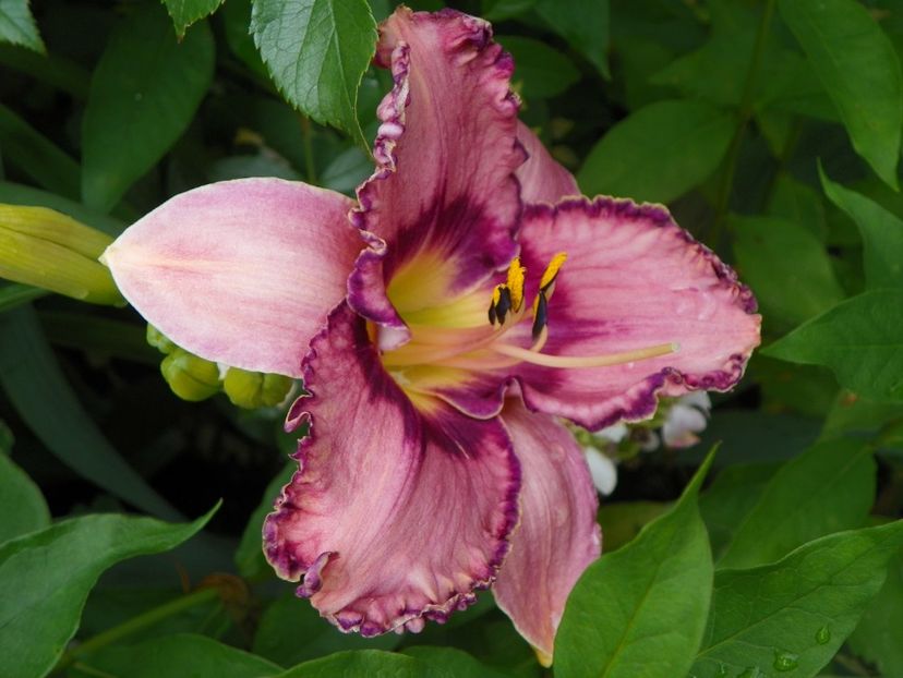 11 iul (108) - Hemerocallis 2019
