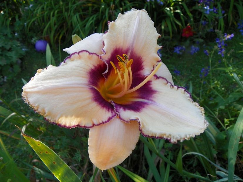 11 iul (109) - Hemerocallis 2019