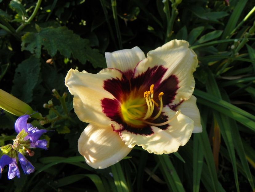 11 iul (110) - Hemerocallis 2019