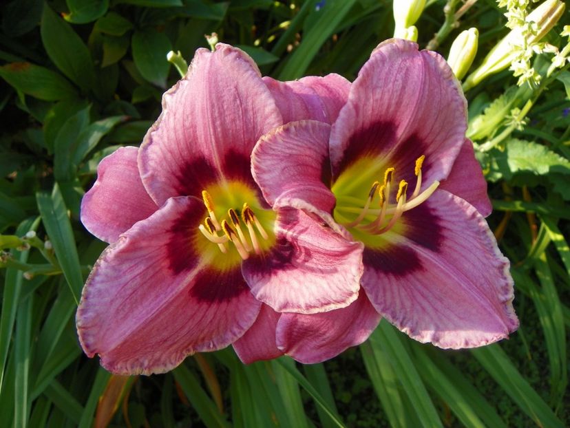 11 iul (111) - Hemerocallis 2019