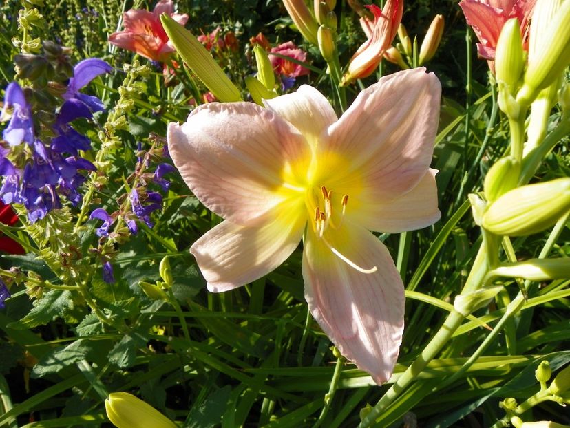 11 iul (112) - Hemerocallis 2019