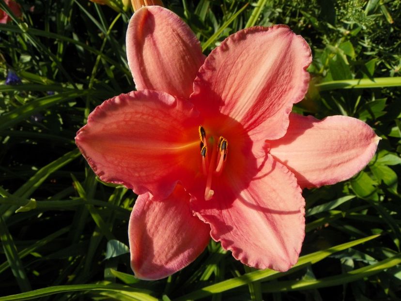 11 iul (113) - Hemerocallis 2019