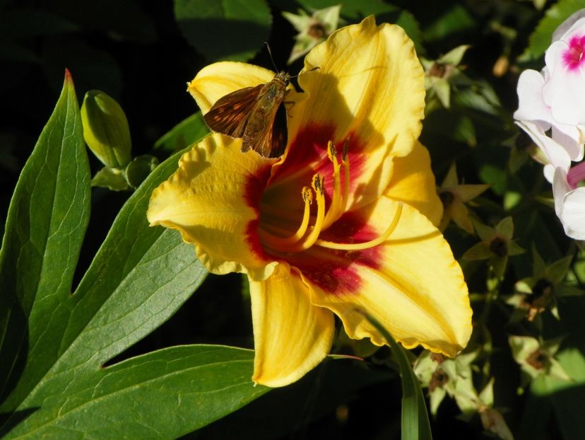 11 iul (114) - Hemerocallis 2019