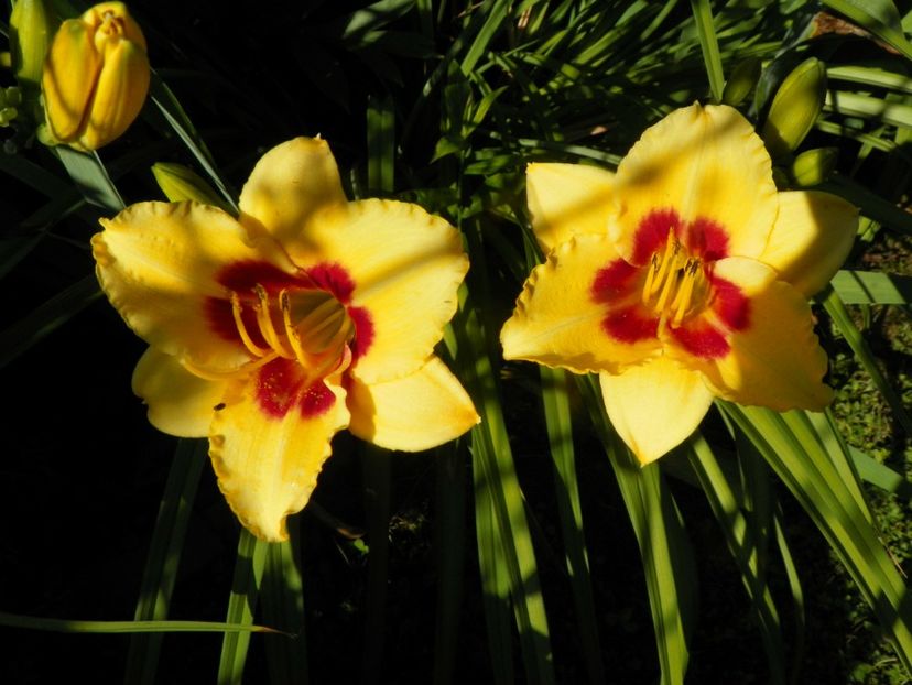 11 iul (115) - Hemerocallis 2019