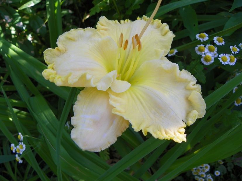 11 iul (116) - Hemerocallis 2019