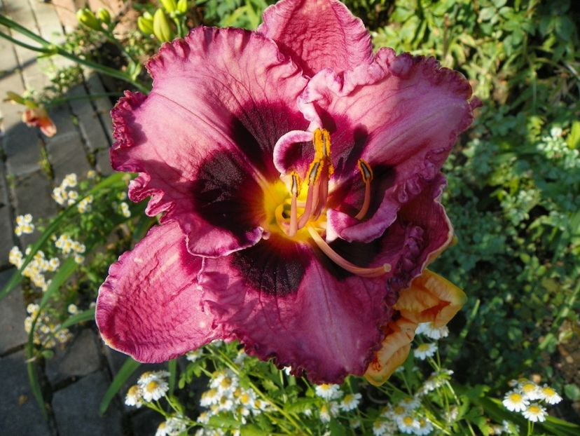 11 iul (117) - Hemerocallis 2019