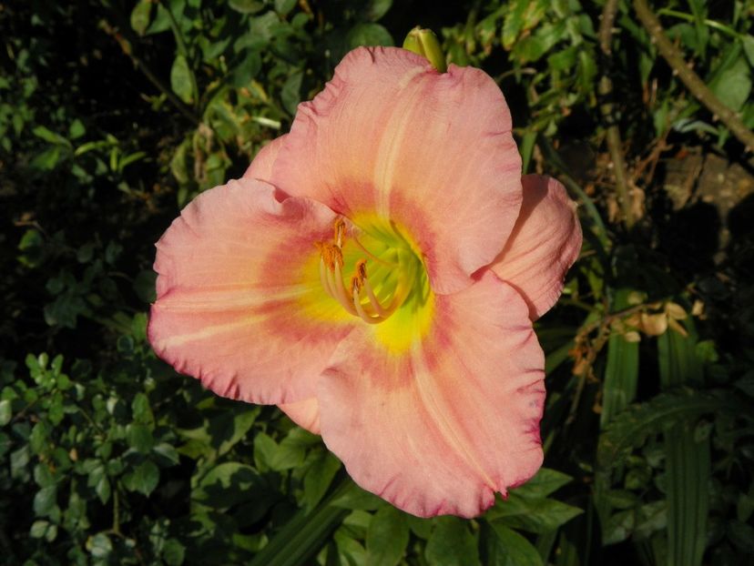 11 iul (118) - Hemerocallis 2019