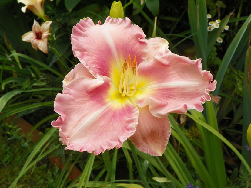 11 iul (122) - Hemerocallis 2019