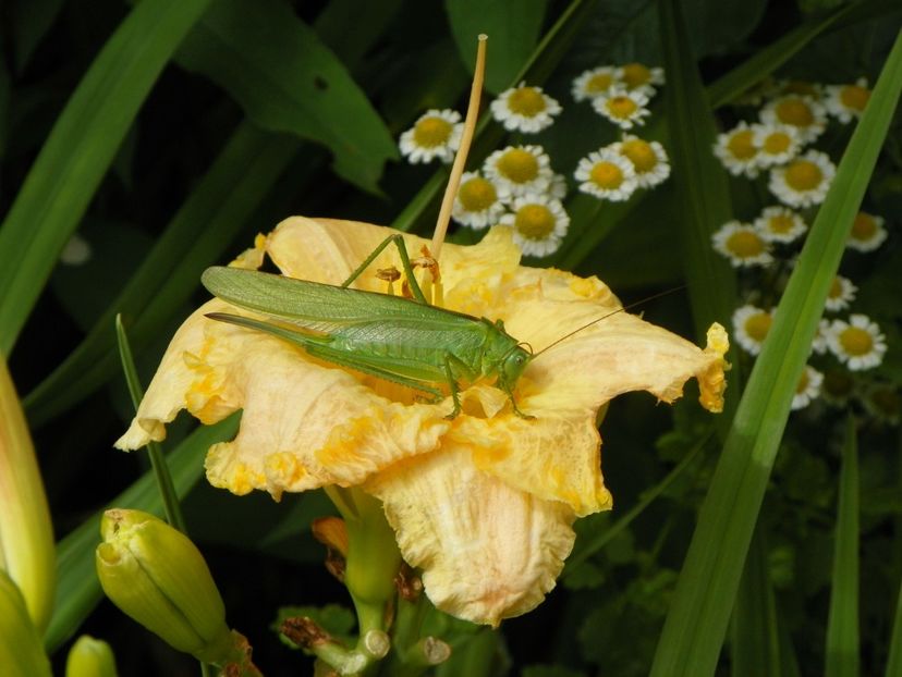 11 iul (125) - Hemerocallis 2019