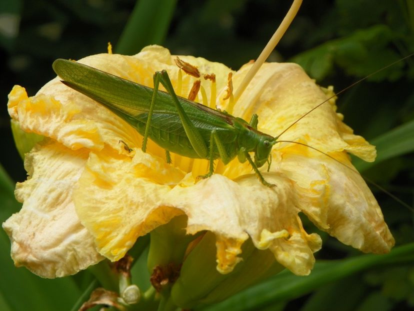 11 iul (126) - Hemerocallis 2019