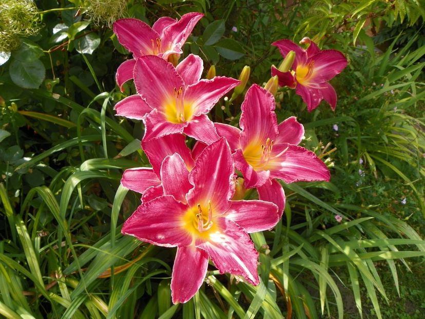 11 iul (138) - Hemerocallis 2019