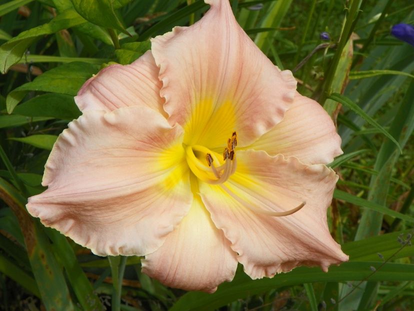 11 iul (140) - Hemerocallis 2019