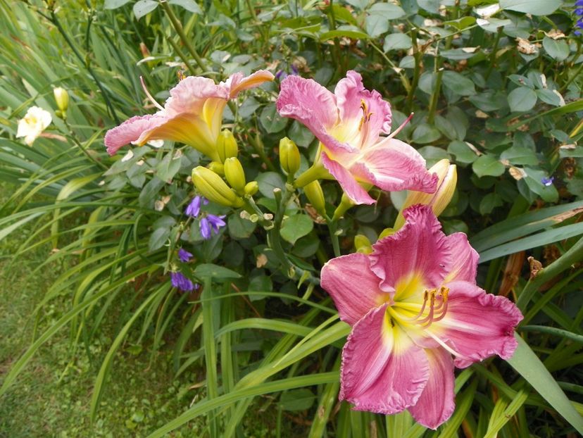 Lavender Stardust - Hemerocallis 2019