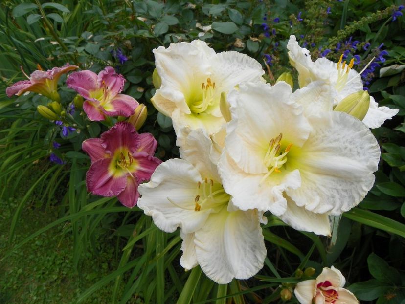 11 iul (142) - Hemerocallis 2019