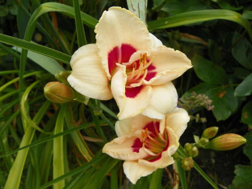 11 iul (143) - Hemerocallis 2019
