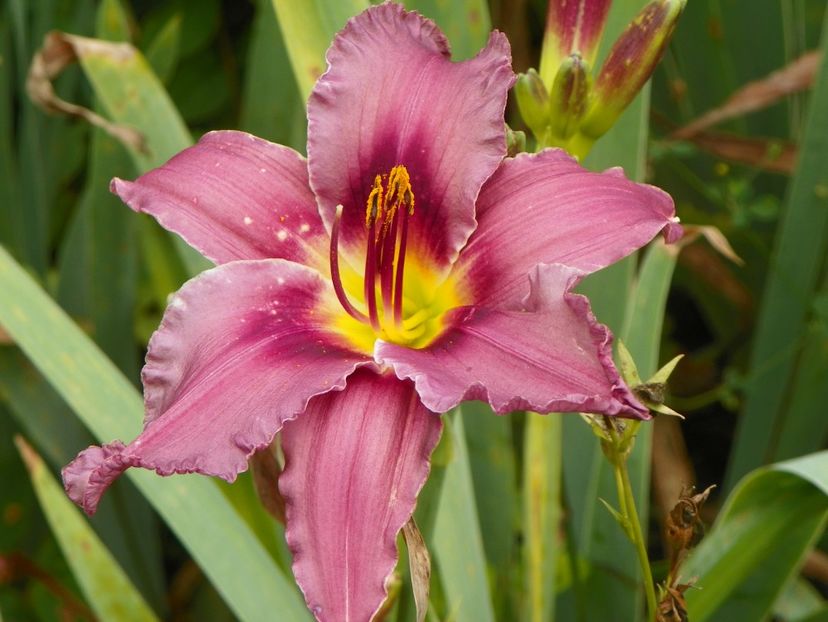 11 iul (144) - Hemerocallis 2019