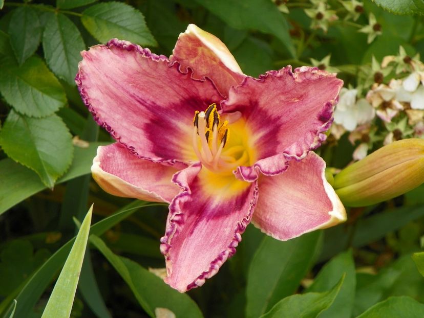 11 iul (147) - Hemerocallis 2019