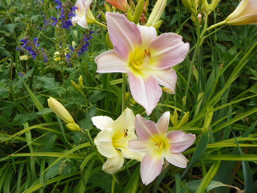 11 iul (148) - Hemerocallis 2019