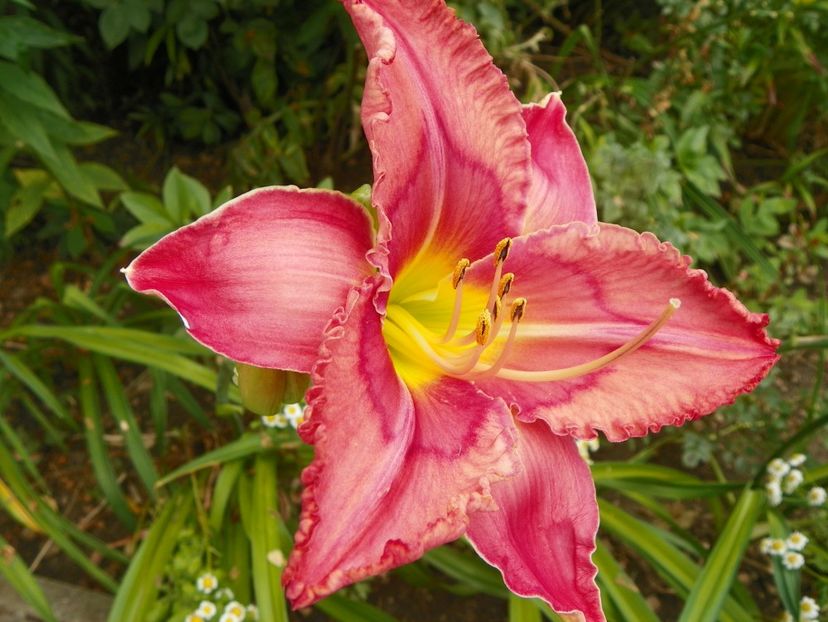11 iul (150) - Hemerocallis 2019
