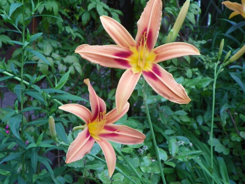 11 iul (152) - Hemerocallis 2019