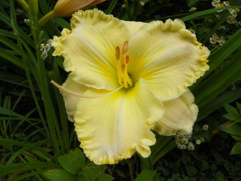 11 iul (154) - Hemerocallis 2019