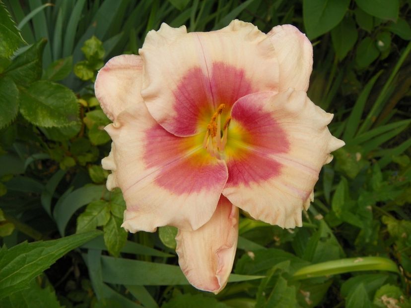 11 iul (156) - Hemerocallis 2019