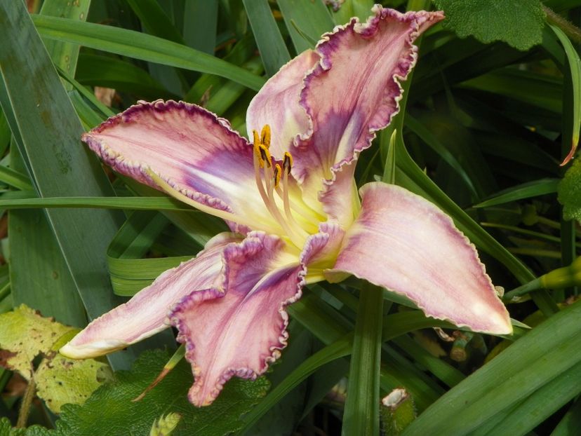 20 iul (1) - Hemerocallis 2019
