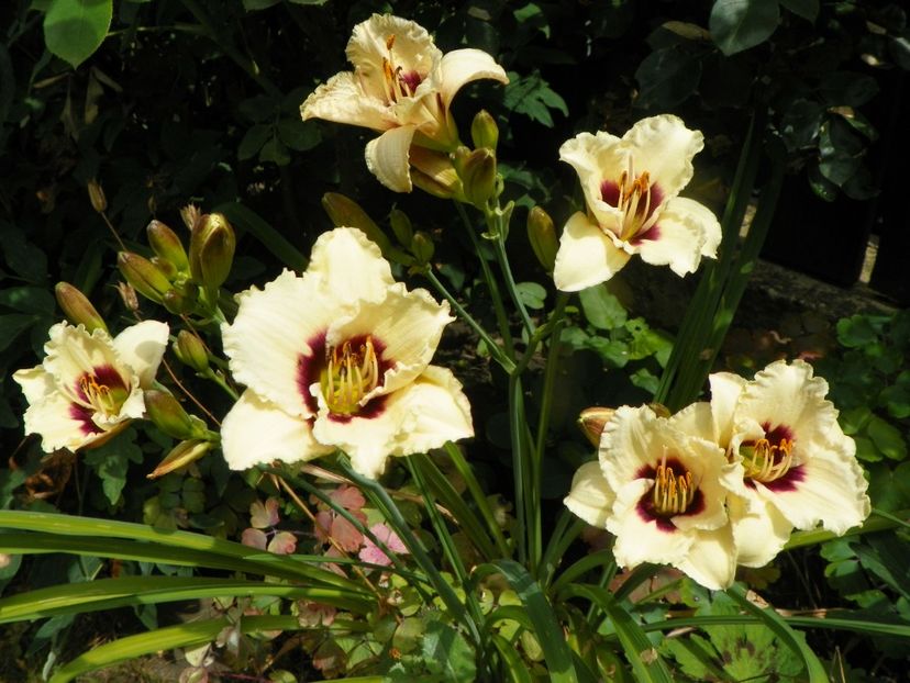 20 iul (2) - Hemerocallis 2019