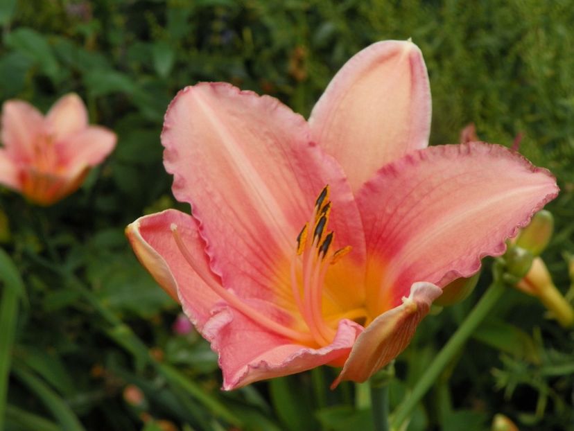 20 iul (4) - Hemerocallis 2019