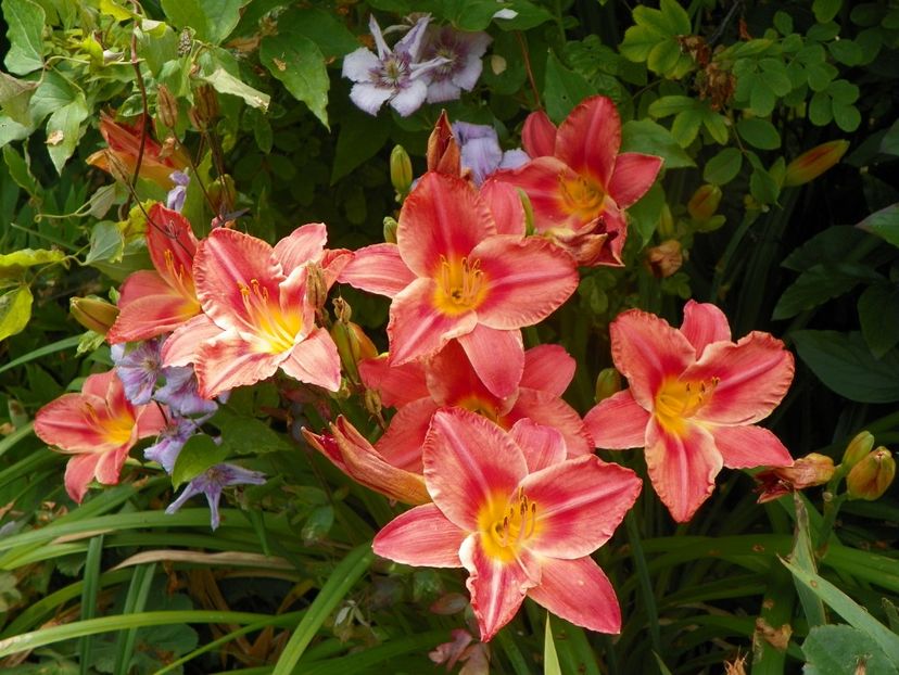 20 iul (6) - Hemerocallis 2019