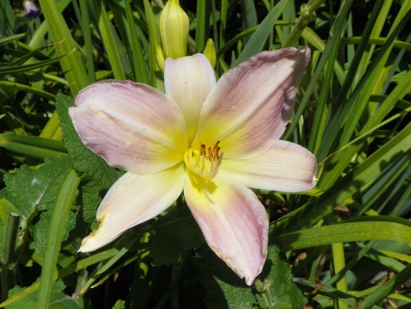 20 iul (15) - Hemerocallis 2019