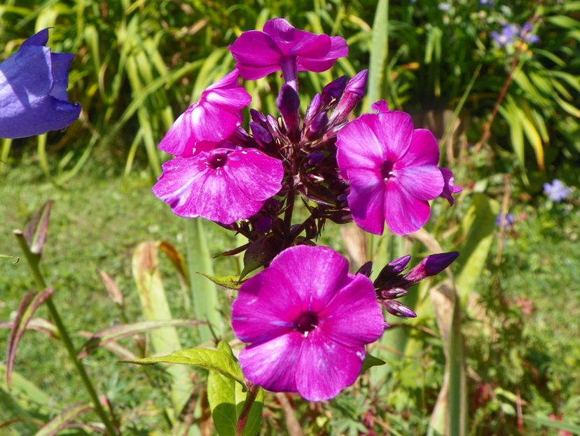 20 iul (17) - Phlox 2019