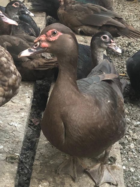 First Lady - Bomboane asortate 2019