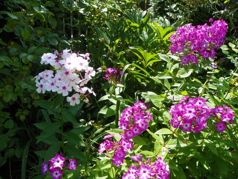 20 iul (19) - Phlox 2019