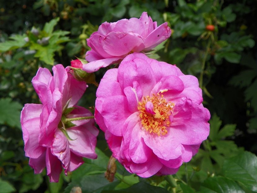 20 iul (8) - Trandafiri 2019