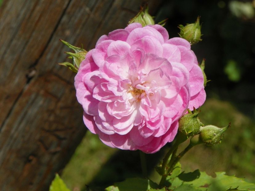 20 iul (12) - Trandafiri 2019