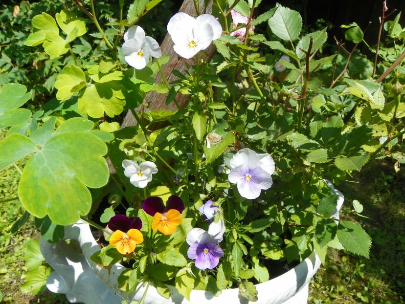 20 iul (11) - Vara 2019